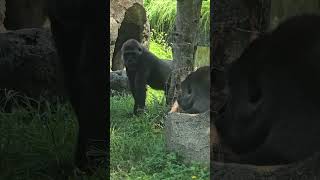 Gorilla gorilla gorilla 西部低地大猩猩 Taipei Zoo [upl. by Nwahsal]