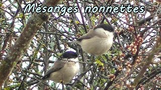 Mésange nonnette  2 Mésanges très remuantes  petit chant [upl. by Inaluiak731]