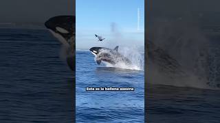 Las orcas las ballenas asesinas shorts orca orcas ballena [upl. by Azalea]