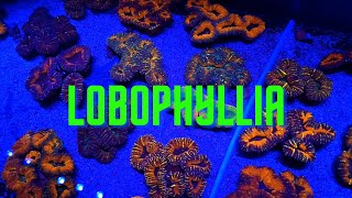 Coral Lobophyllia [upl. by Adriell317]