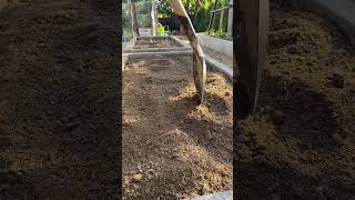 My daily lifestyle for garden at home by sreysith gardening shorts [upl. by Schaffer]