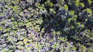 Lachlan Swamp in Centennial Parklands [upl. by Yentyrb]