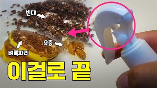 각종 파리 모기 빈대 이 거 한 방이면 다 갑니다 [upl. by Kirsti]