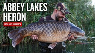 The Abbey Lakes Diaries  Heron Lake  Carp Fishing France  Big Carp Fishing [upl. by Hedges]