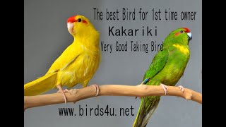 should you adopt a kakariki firsttime bird owner [upl. by Enrev]