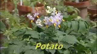 Pollination Methods Solanum Part 1 [upl. by Balough]