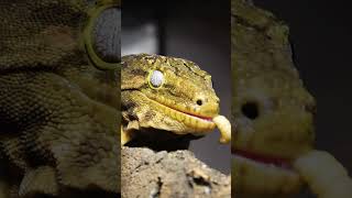 LEACHIANUS eats Waxworms leachianusgecko gecko [upl. by Venola]