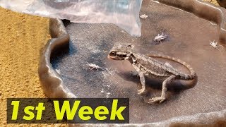 First Week Owning A Baby Bearded Dragon Tips FIRST FEEDING Taming [upl. by Elime]