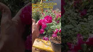 12 Inch kashmir rose Costumer Order Plants roseplant [upl. by Heidy]