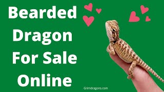 Bearded Dragon For Sale Online  Where Can I Buy A Baby Bearded Dragon Online [upl. by Balthazar532]