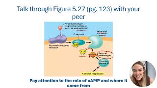 Cell Signaling [upl. by Neufer]