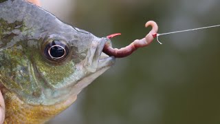 How to bait a Hook with a REAL worm [upl. by Nester]