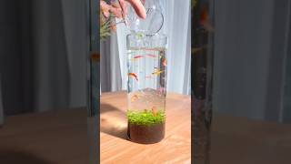 beautiful mini aquarium setup small aquarium setup aquarium shortvideo shorts [upl. by Atterrol951]