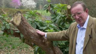 Pruning Rhododendron  Burncoose Nurseries [upl. by Rufus]