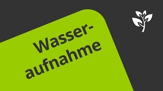 Wasseraufnahme und Wassertransport  wie funktionieren diese Prozesse  Biologie [upl. by Karlene]