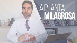 MORINGA OLEÍFERA  INCONTÁVEIS BENEFÍCIOS [upl. by Michale]