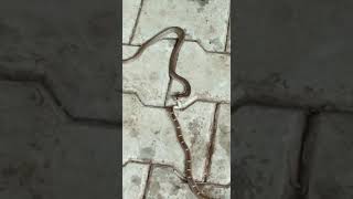 King cobra  fighting and eating another snake  unbelievable ViralVideo [upl. by Akemot]