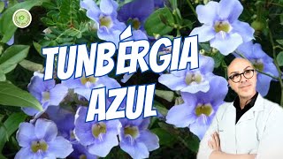 TUMBÉRGIA AZUL  PANC indicada DORES FRATURAS HEMORROIDAS ação ANTIINFLAMATÓRIA e ANALGÉSICA [upl. by Ettereve879]