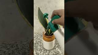 Stop Killing Your Houseplantsshorts short trendingplants flowersoxygenplan t [upl. by Analem]