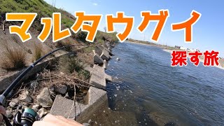 【多摩川】マルタウグイ探しの旅！【2023年】 [upl. by Birdt]