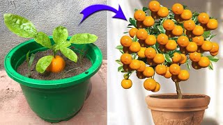 I was very surprised to propagate kumquat this way  Relax Garden [upl. by Akemyt73]