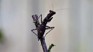 Mantids a predatory insects  Praying Mantis Insect [upl. by Snodgrass]