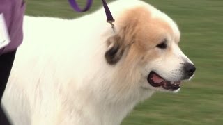 Windsor Championship Dog Show 2013 Pastoral group [upl. by Vitale536]