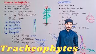 Division Tracheophyta  General Characteristics of Tracheophytes  Biology 11th  Chapter 9 [upl. by Odrude]