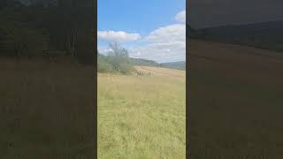 Newlands Corner Views and Greenery 1492024 [upl. by Eellek564]