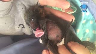 Twin baby flyingfoxes in care Velcro and Klingon [upl. by Ninazan]