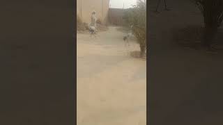 Common Crane birds koonj birds Siberian birds Indian birds  Crane bird video crane hunting [upl. by Willms]