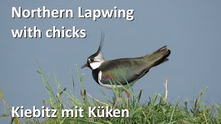 Kiebitz mit Küken – Northern Lapwing with chicks Vanellus vanellus [upl. by Acinnej]