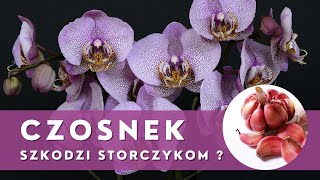 Stosowanie CZOSNKU w uprawie i pielęgnacji STORCZYKÓW🌱 Uważaj co robisz [upl. by Sevein]