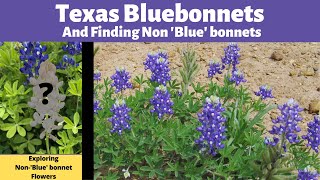 Texas Bluebonnets 2022 Exploring Non ‘Blue’ Bonnets [upl. by Atiuqiram]