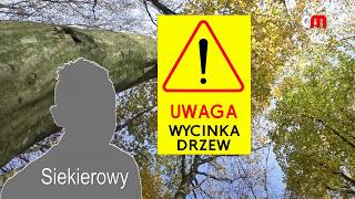 Rozmowy przy wycinaniu lasu [upl. by Idonna]