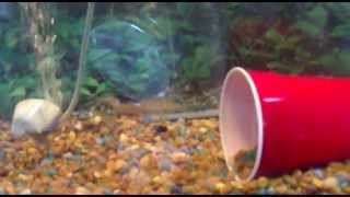 how to breed minnows the cheap way [upl. by Tillford]