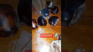 Castanhas quentinhas 🌰 castanhas outono2024 fruit subscribe shortsfeed viralreels sub viral [upl. by Ansela]