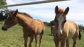 Watching Baby Horses With Their Moms  Lead Mare Comes Over To Warn or Get Pets [upl. by Vanzant]