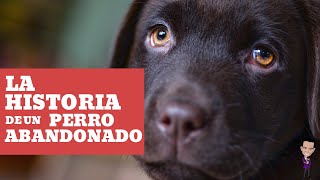 😢 La historia de UN PERRO ABANDONADO A ti mi querido amo 🐕 [upl. by Chandos]