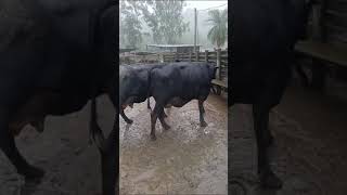 Cuantos litros tendrá de leche 🤔 viralvideo dairy horse dairyfarm farming animals dairycows [upl. by Suiramed799]