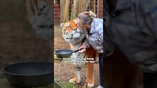 Adorable Animal Moments 🐾 Dont Miss Out – Subscribe Now 🎥 shorts viralvideo Big fat tigers [upl. by Rainah]