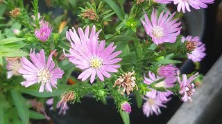 ASTER PLANT  More Flowers and plant care tips [upl. by Lovel]