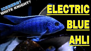 Electric Blue Hap SCIAENOCHROMIS FRYERI  SPECIES PROFILE [upl. by Netsryk]