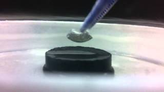 Meissner Effect  Magnetic Levitation 33 [upl. by Uriia186]