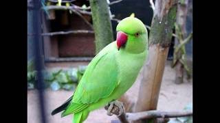 parrot talking in pashto [upl. by Edi]