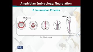 Amphibian embryology Neurulation  Principles of Animal LifeI  ZOO514TTopic173 [upl. by Bowe]