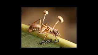 غرائب و عجائب النمل🐜 [upl. by Arehs]