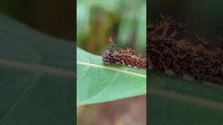 Caterpillar of Commander Butterfly Moduza procris milonia nature [upl. by Carmen487]