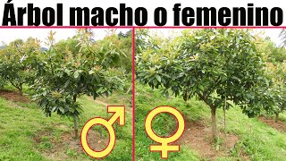 Como saber si un árbol de AGUACATE o PALTA es MACHO o HEMBRA Árbol macho o femenino [upl. by Codie]