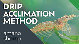 How to Acclimate Shrimp to your Aquarium [upl. by Ecirtnahc30]